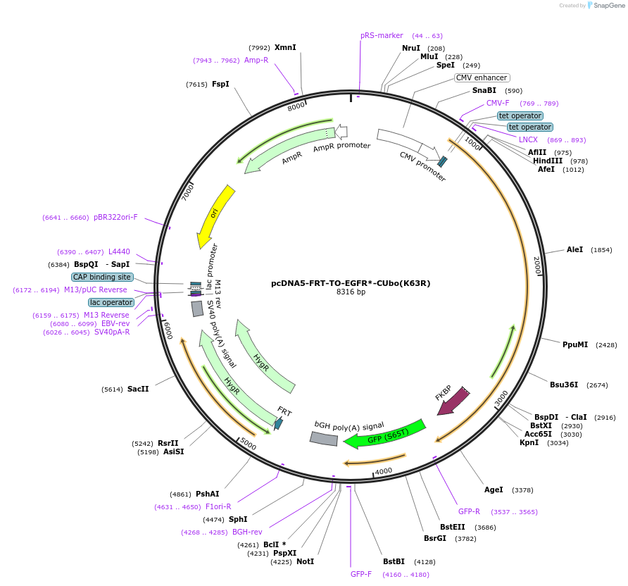 212822-plasmid-map-sequence-id-418926