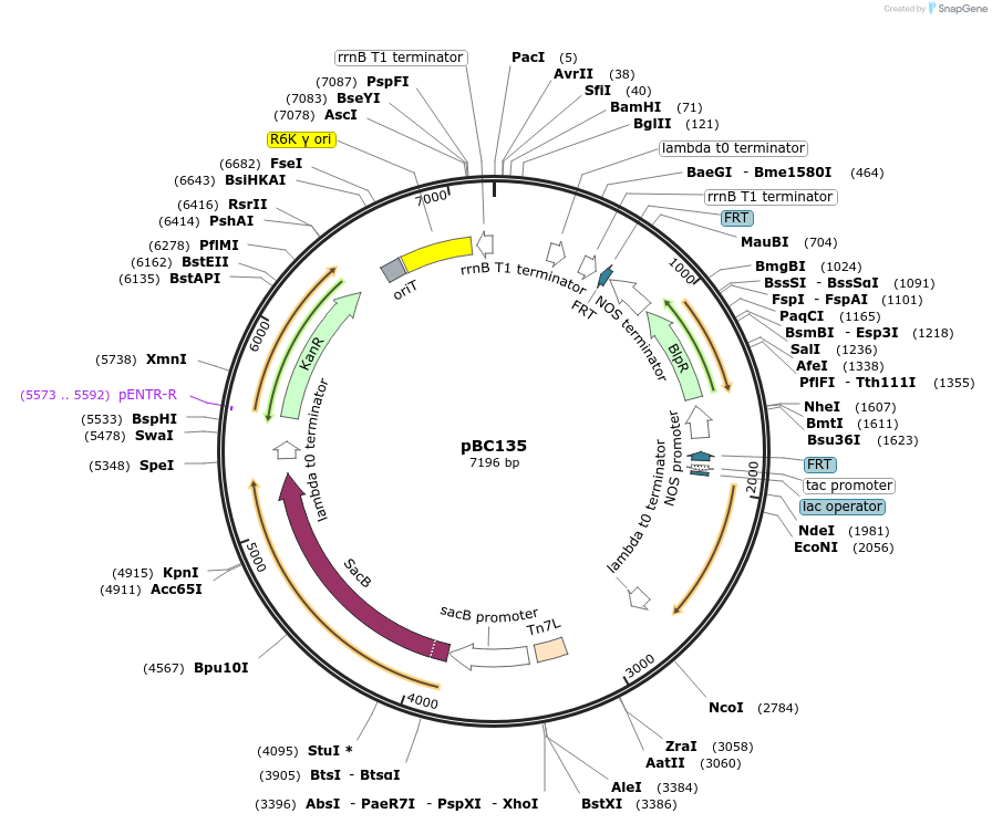 202262-plasmid-map-sequence-id-418932