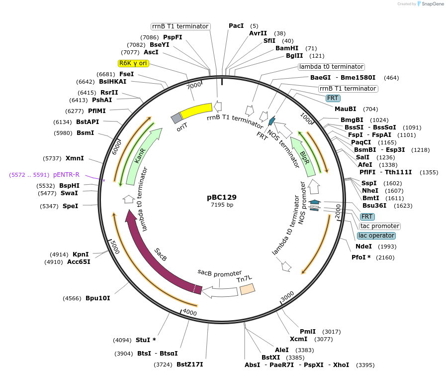 202256-plasmid-map-sequence-id-418934