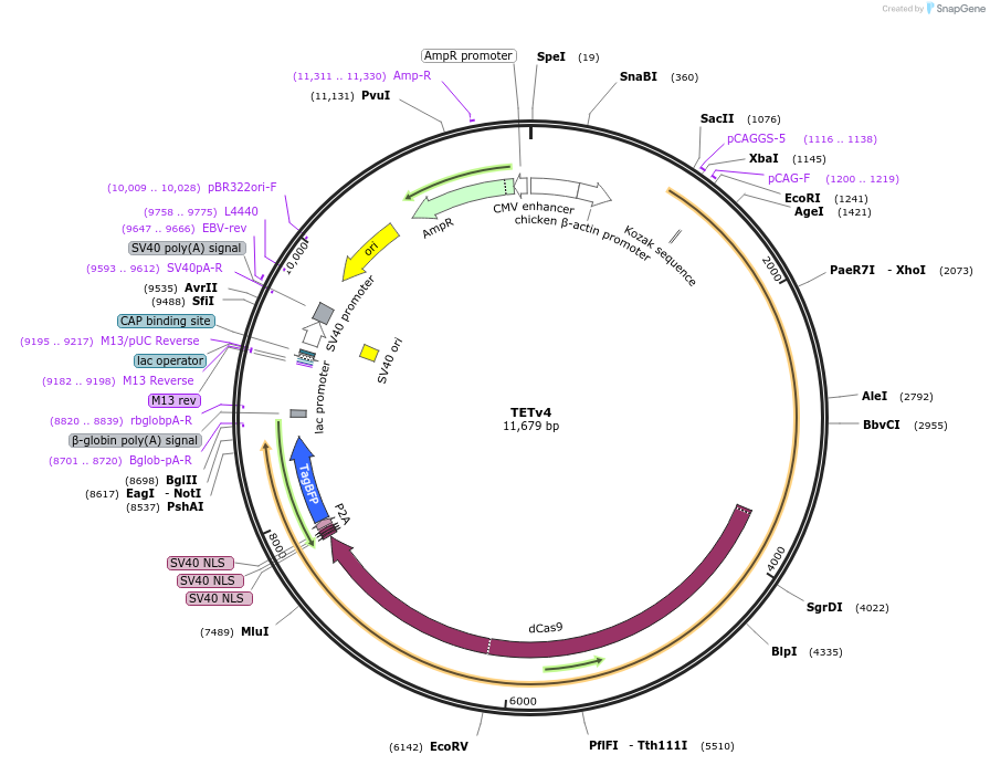 167983-plasmid-map-sequence-id-418937