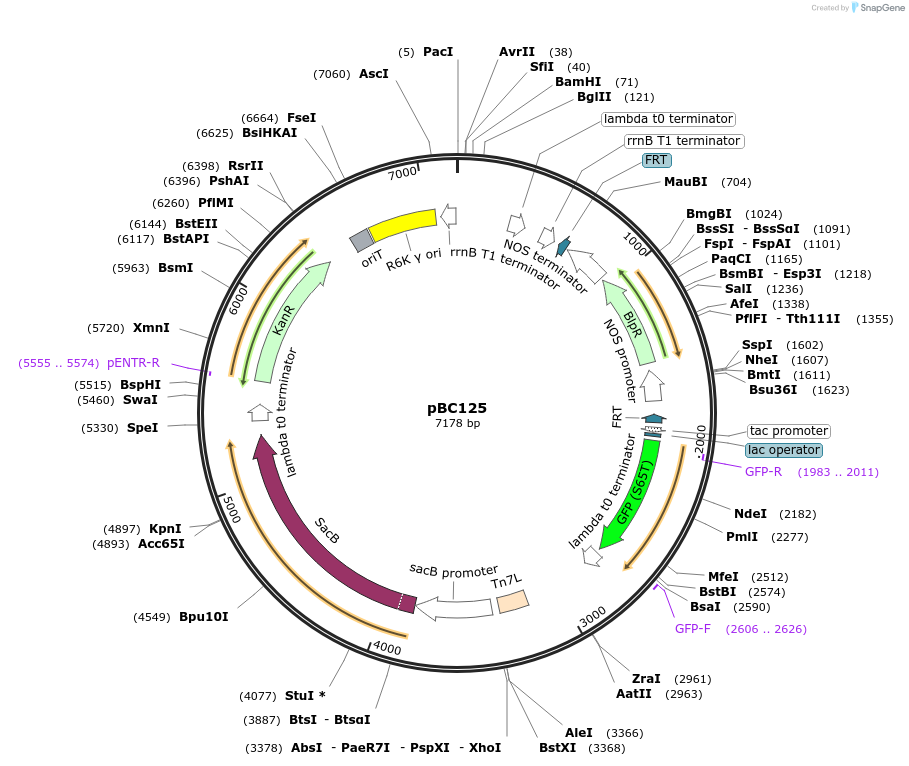 202252-plasmid-map-sequence-id-418939