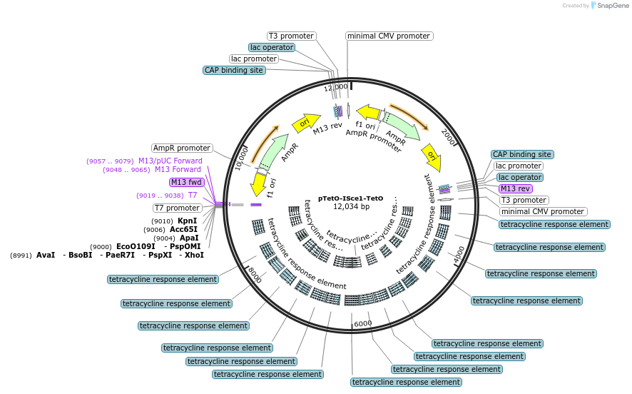 58506-plasmid-map-sequence-id-418942