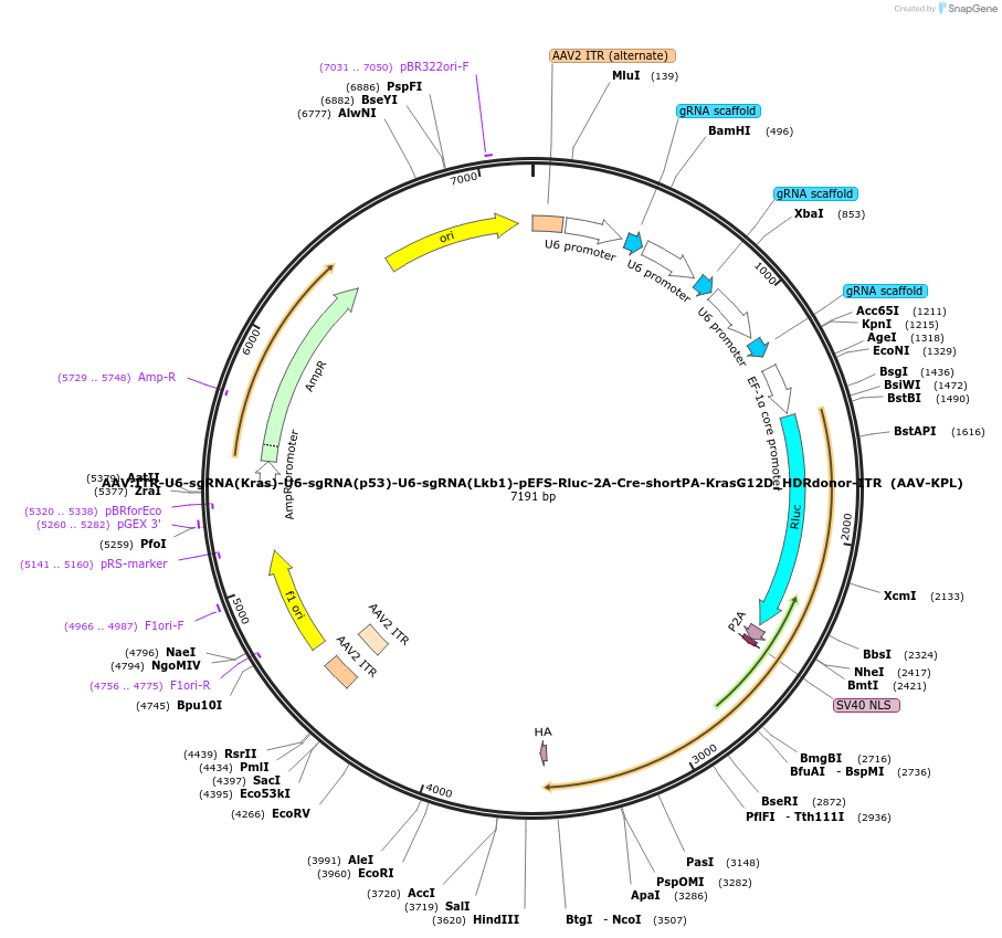 60224-plasmid-map-sequence-id-418949