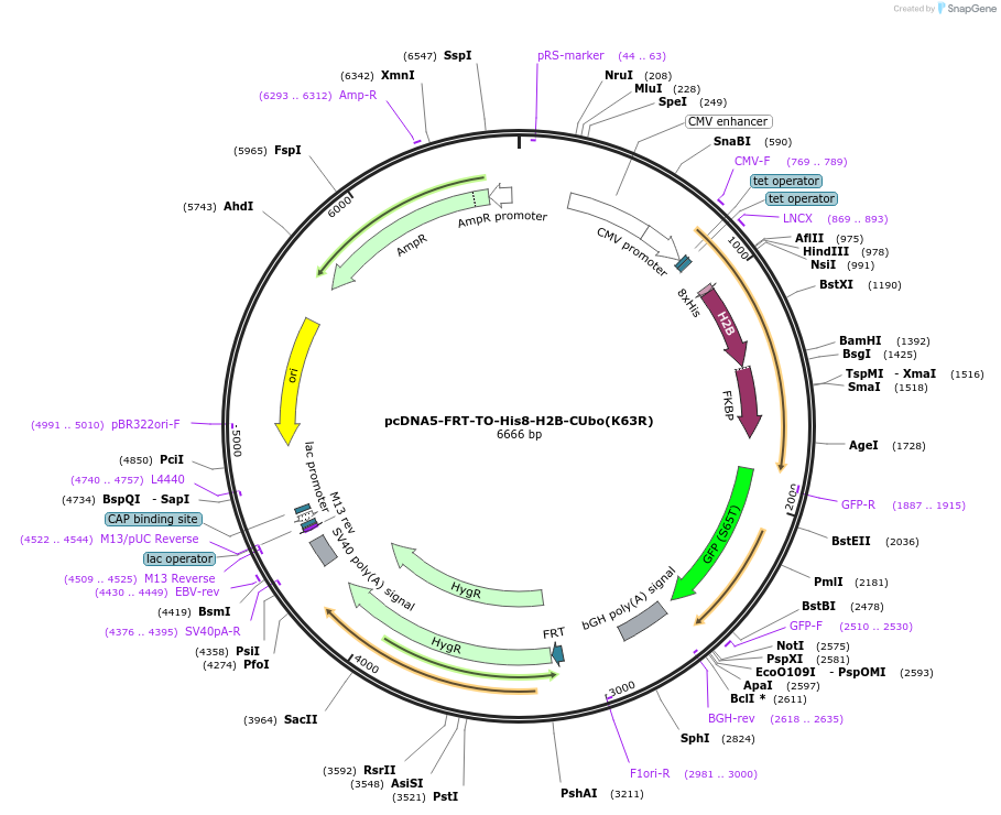 212814-plasmid-map-sequence-id-418951