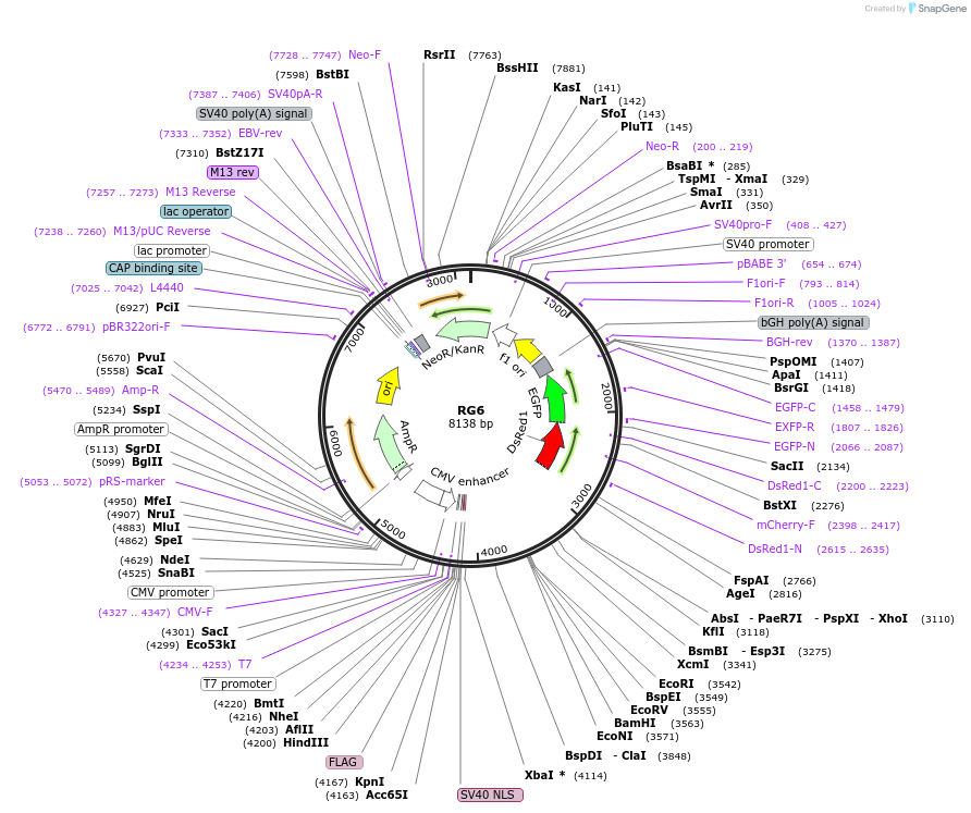 80167-plasmid-map-sequence-id-418955
