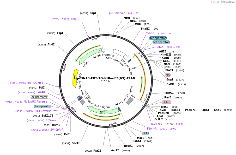 212808-plasmid-map-sequence-id-419005