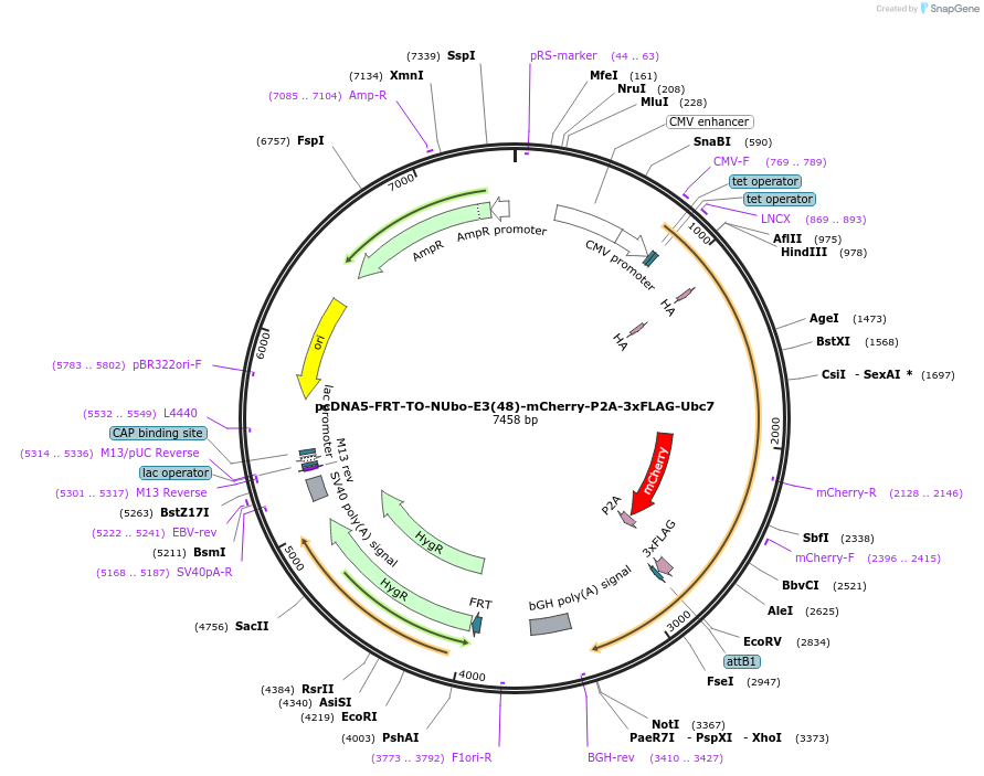 212805-plasmid-map-sequence-id-419008