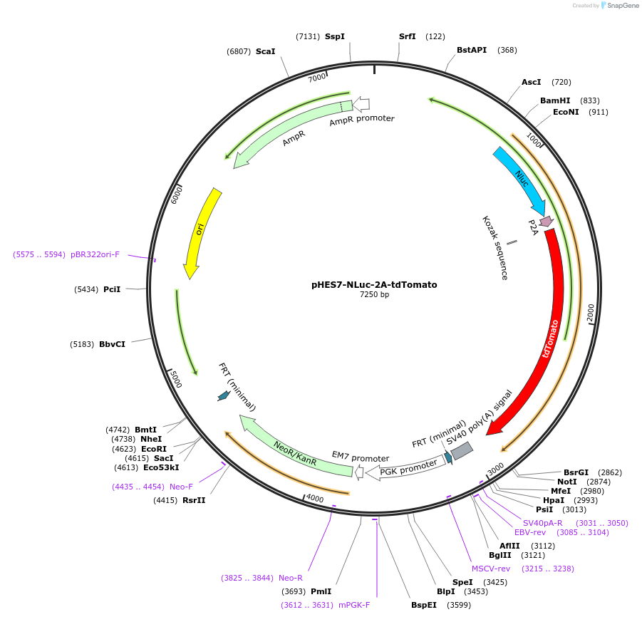 204348-plasmid-map-sequence-id-419012