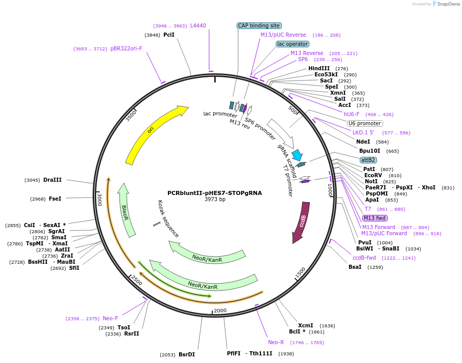 204349-plasmid-map-sequence-id-419014