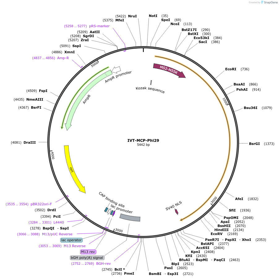 207456-plasmid-map-sequence-id-419037