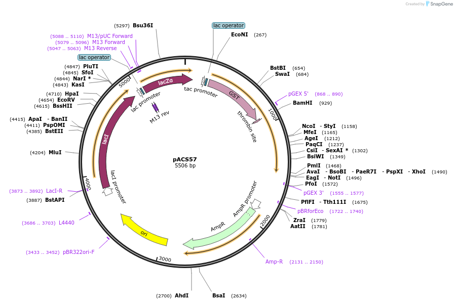 204582-plasmid-map-sequence-id-419040