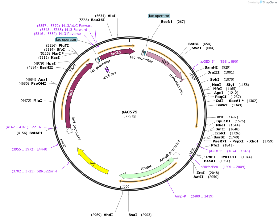 204586-plasmid-map-sequence-id-419046