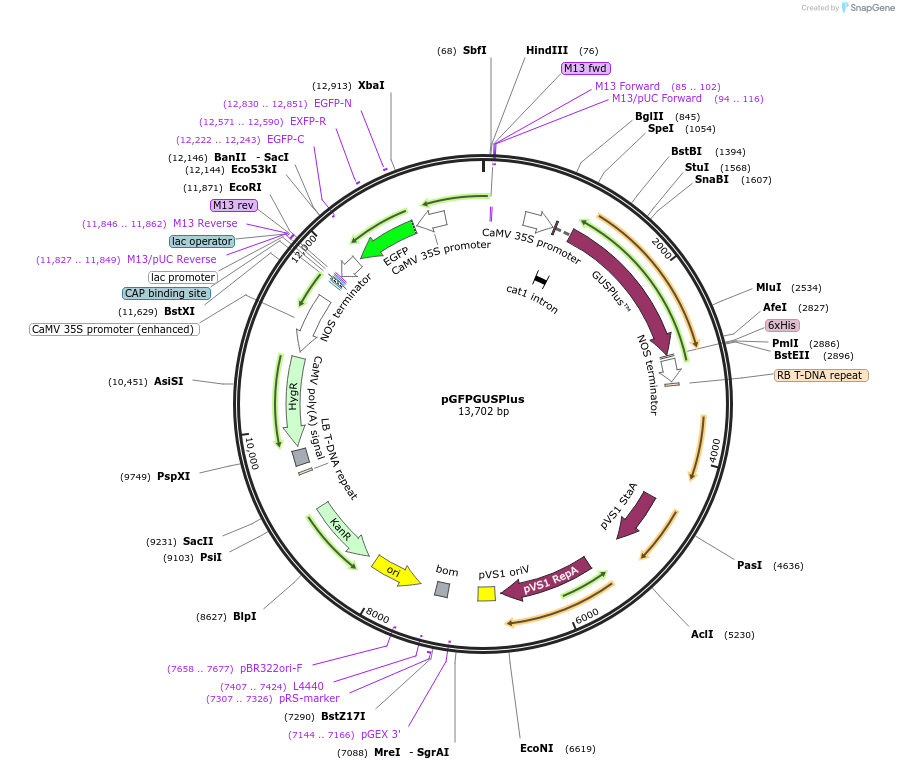 64401-plasmid-map-sequence-id-419049