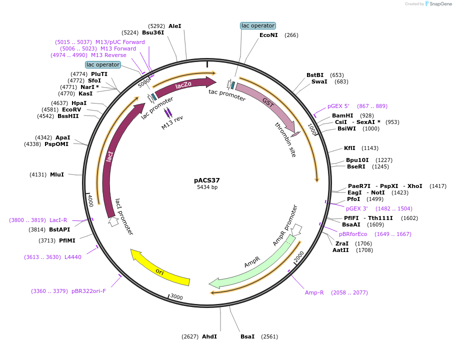 204589-plasmid-map-sequence-id-419050