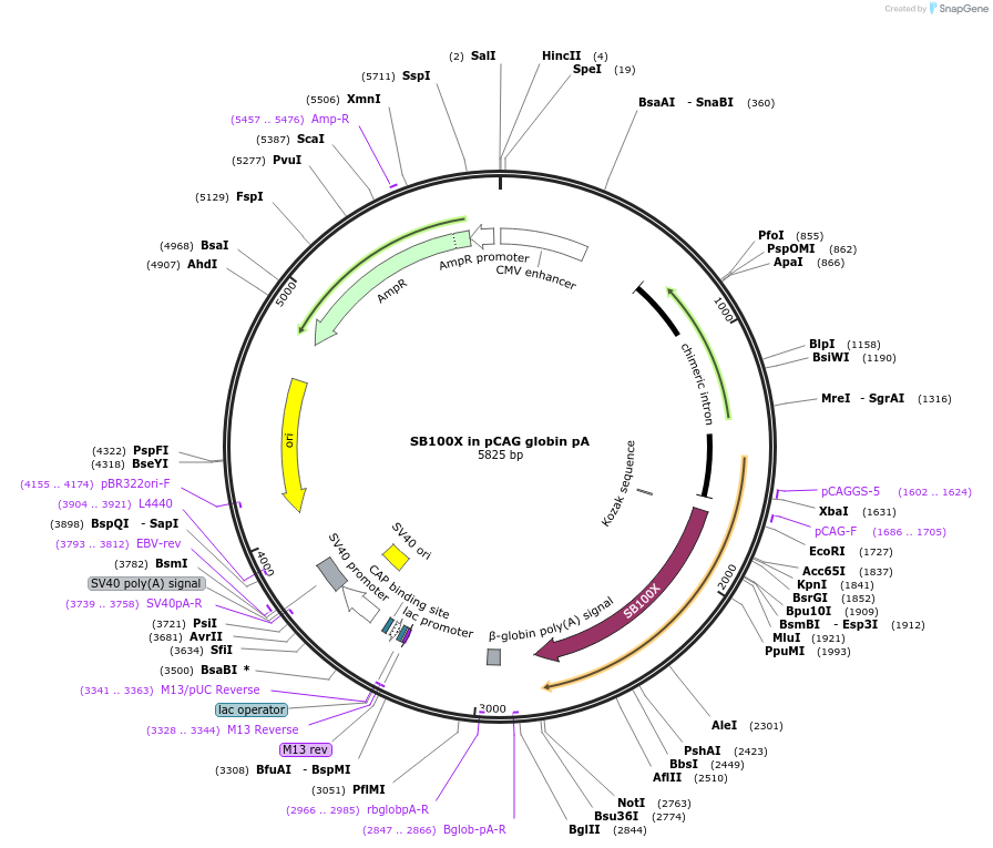 127909-plasmid-map-sequence-id-419051