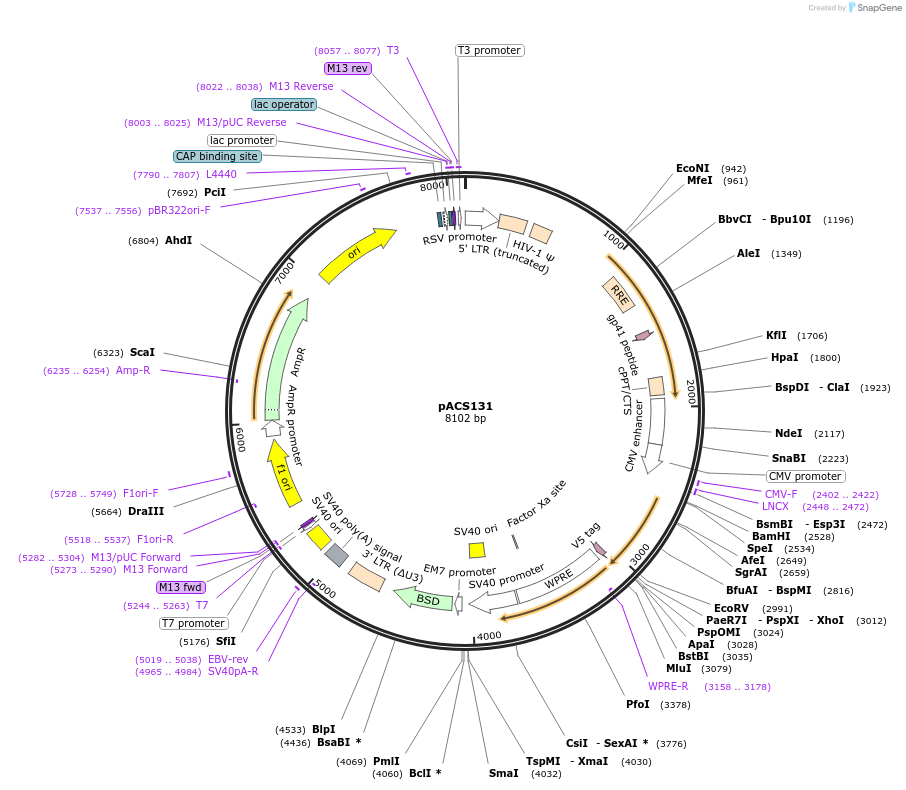 204596-plasmid-map-sequence-id-419065