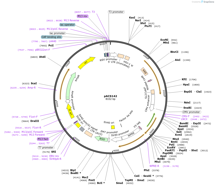 204598-plasmid-map-sequence-id-419067
