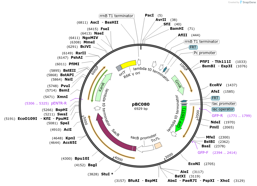 202239-plasmid-map-sequence-id-419093