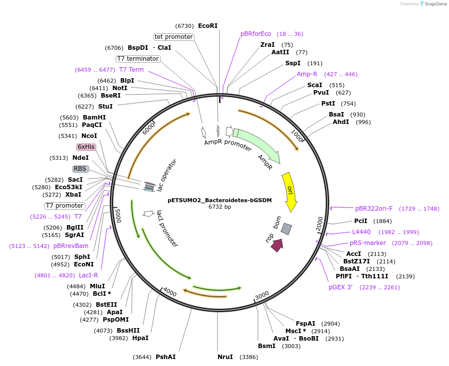 212124-plasmid-map-sequence-id-419109