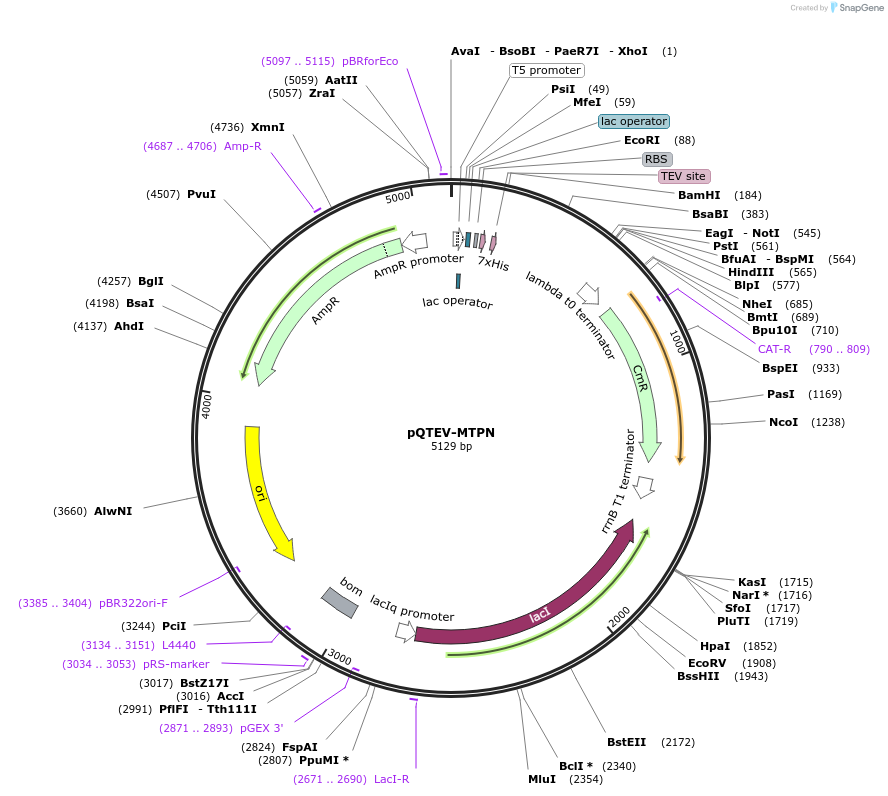 34829-plasmid-map-sequence-id-41911