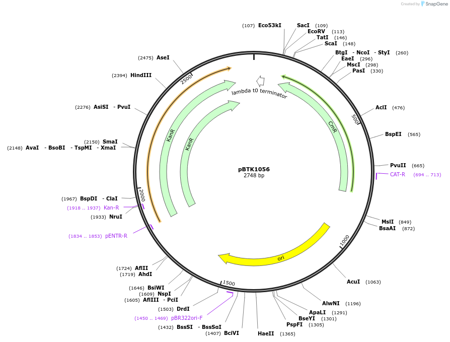 209546-plasmid-map-sequence-id-419119