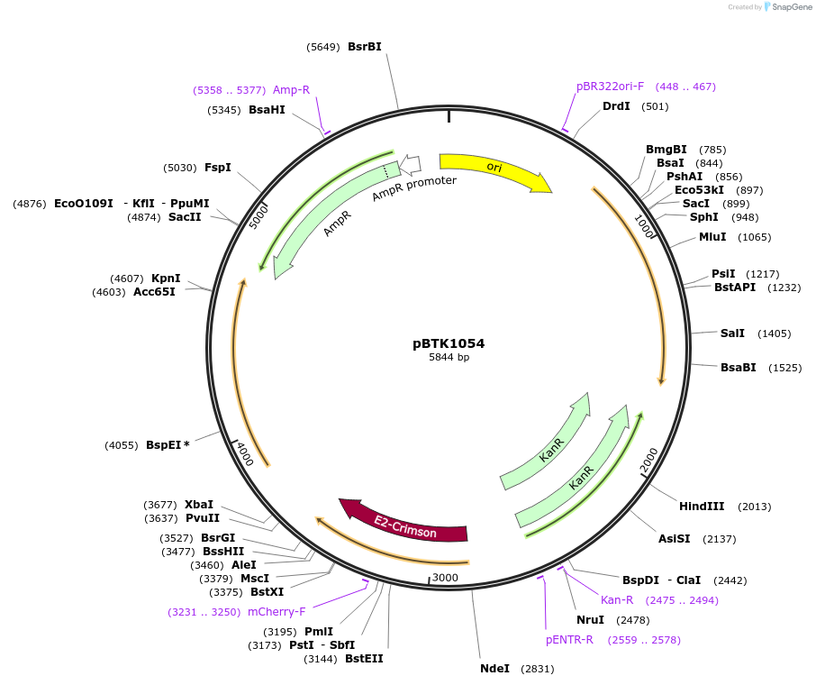 209544-plasmid-map-sequence-id-419120