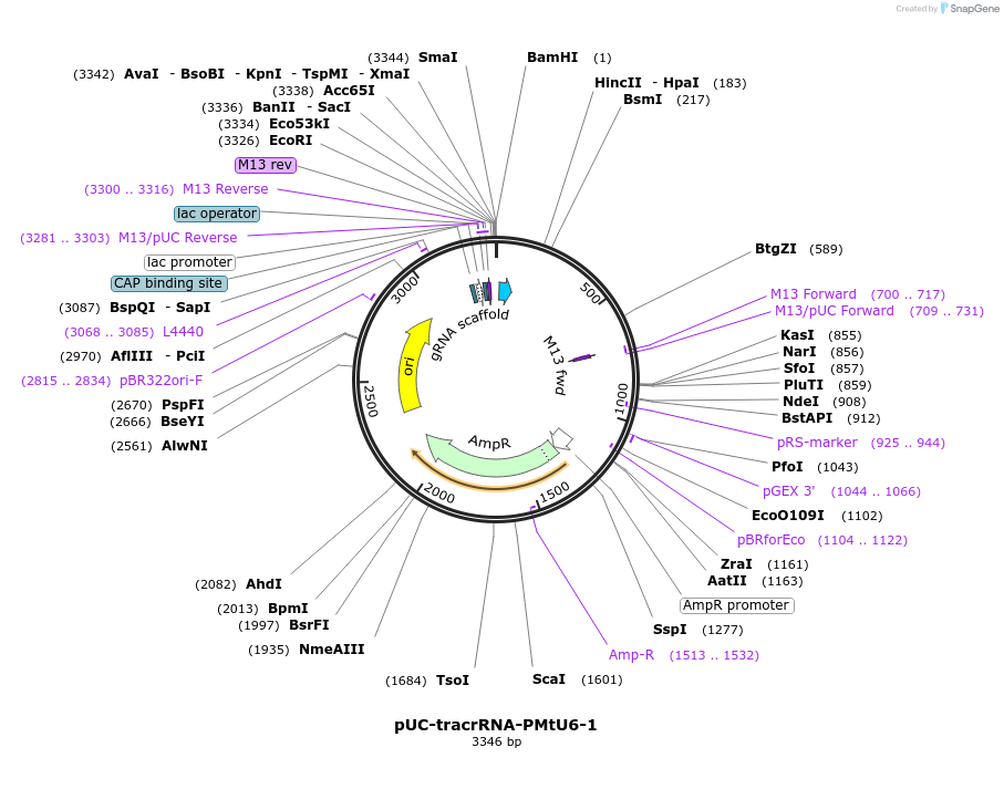 209190-plasmid-map-sequence-id-419127