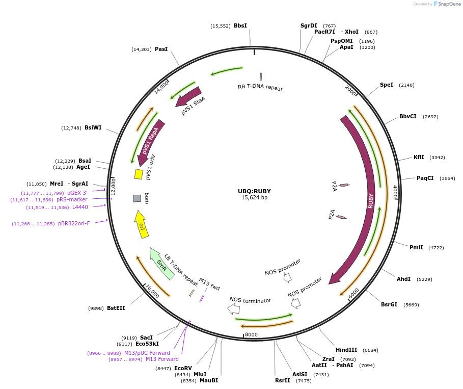 160909-plasmid-map-sequence-id-419128