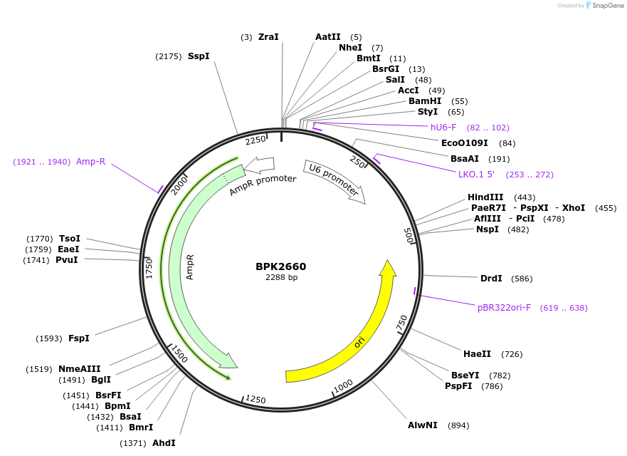 70709-plasmid-map-sequence-id-419129