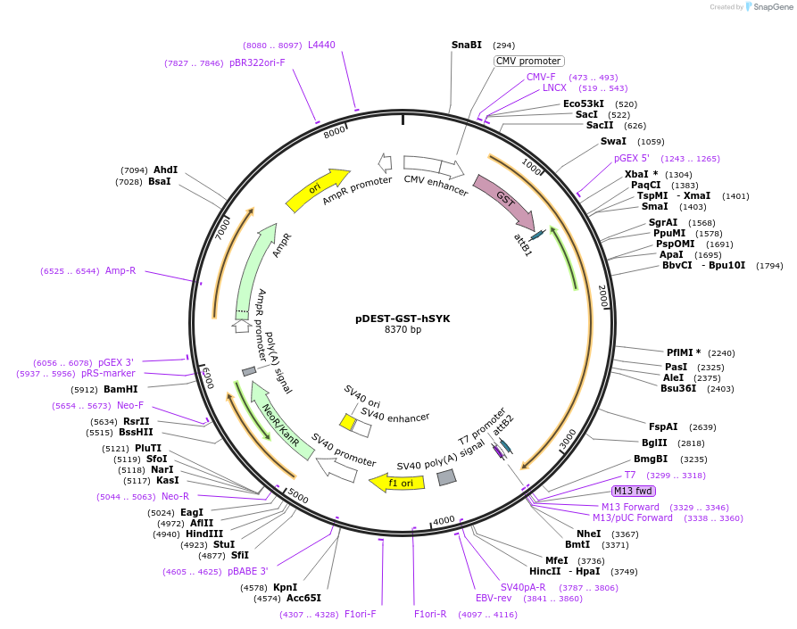 211892-plasmid-map-sequence-id-419133
