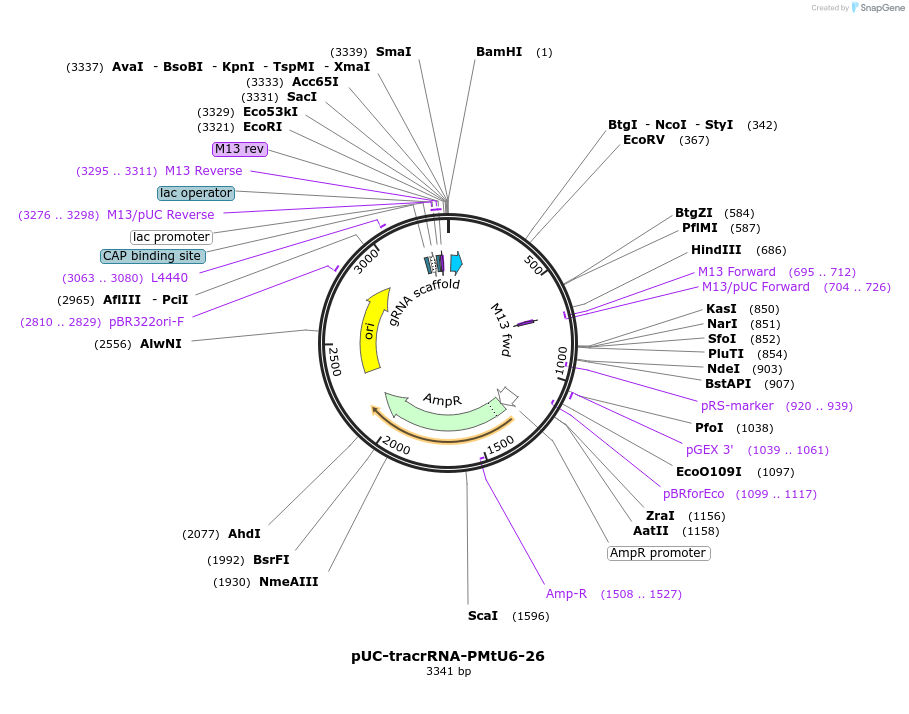 209191-plasmid-map-sequence-id-419151