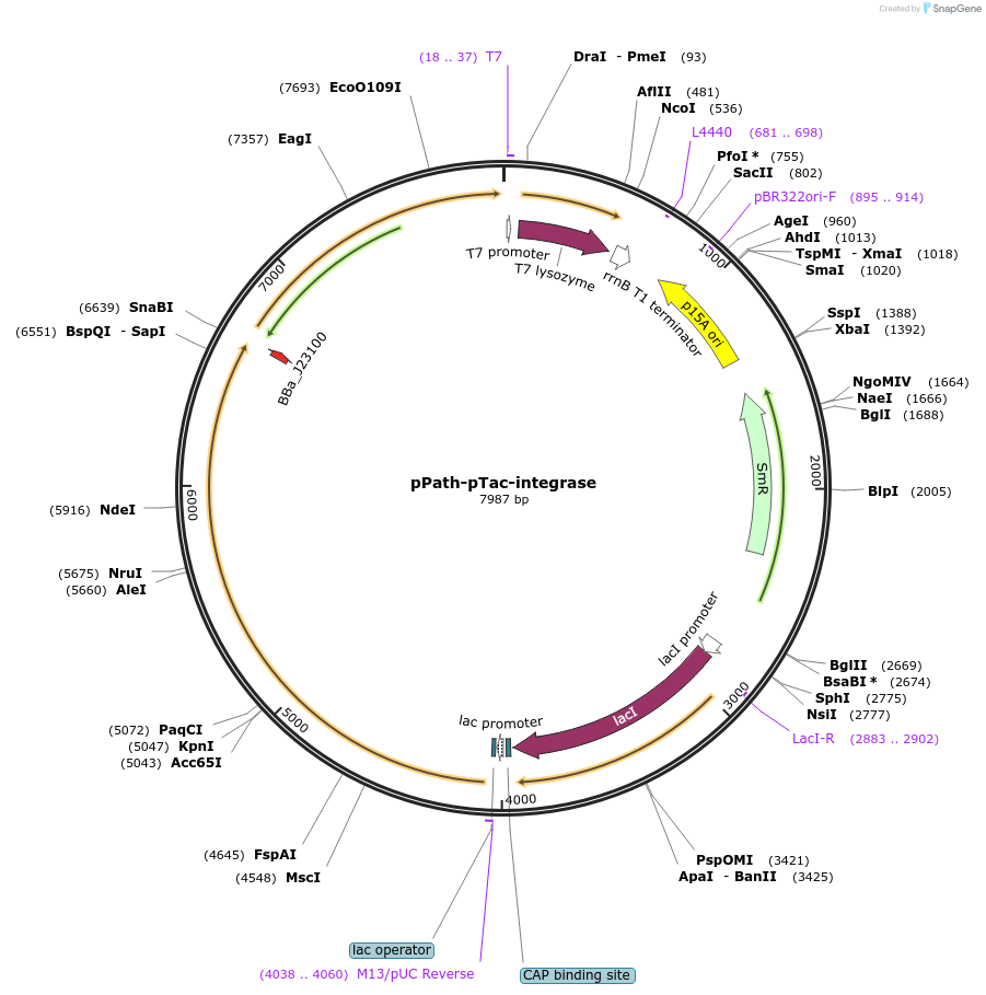 199999-plasmid-map-sequence-id-419161