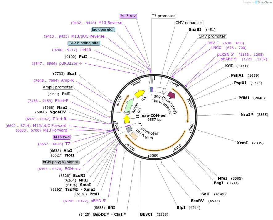 211373-plasmid-map-sequence-id-419165