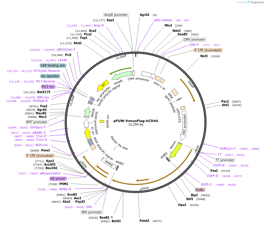 211824-plasmid-map-sequence-id-419189