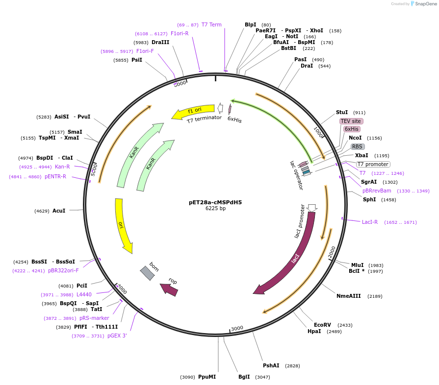 199771-plasmid-map-sequence-id-419190