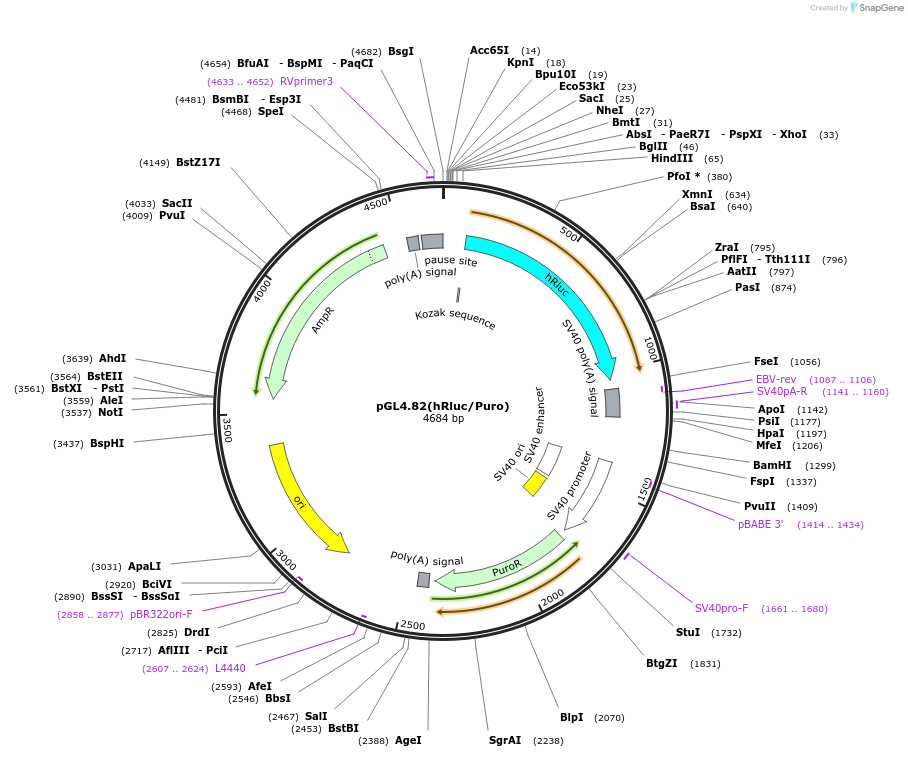 212933-plasmid-map-sequence-id-419194