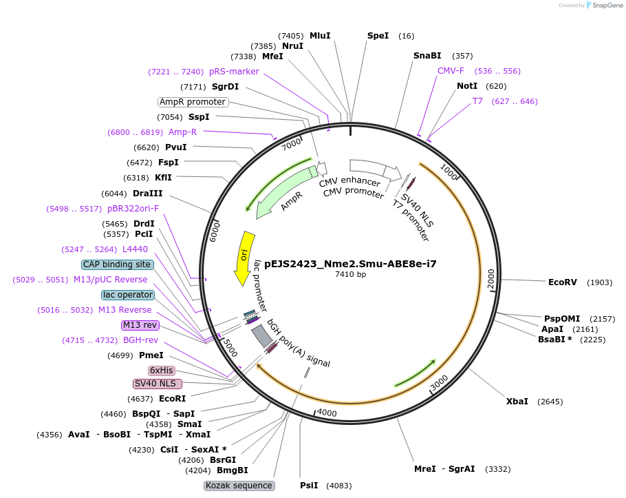 201521-plasmid-map-sequence-id-419195