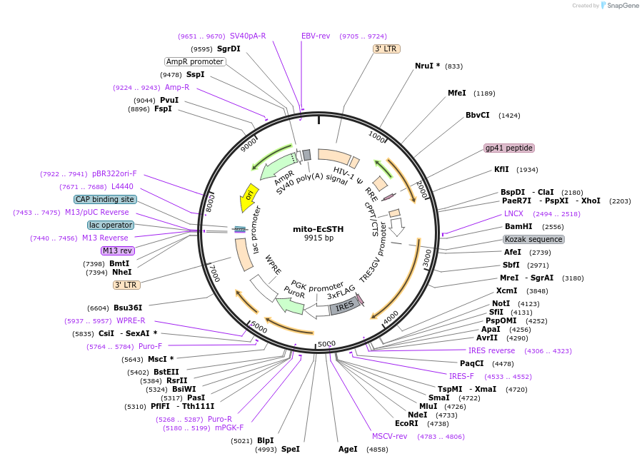 211921-plasmid-map-sequence-id-419199