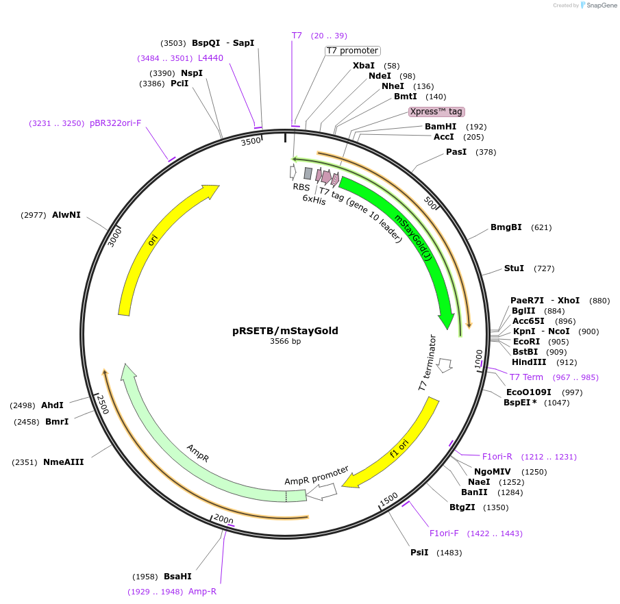 212017-plasmid-map-sequence-id-419228