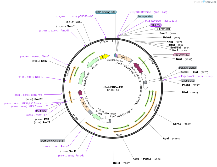 190040-plasmid-map-sequence-id-419230