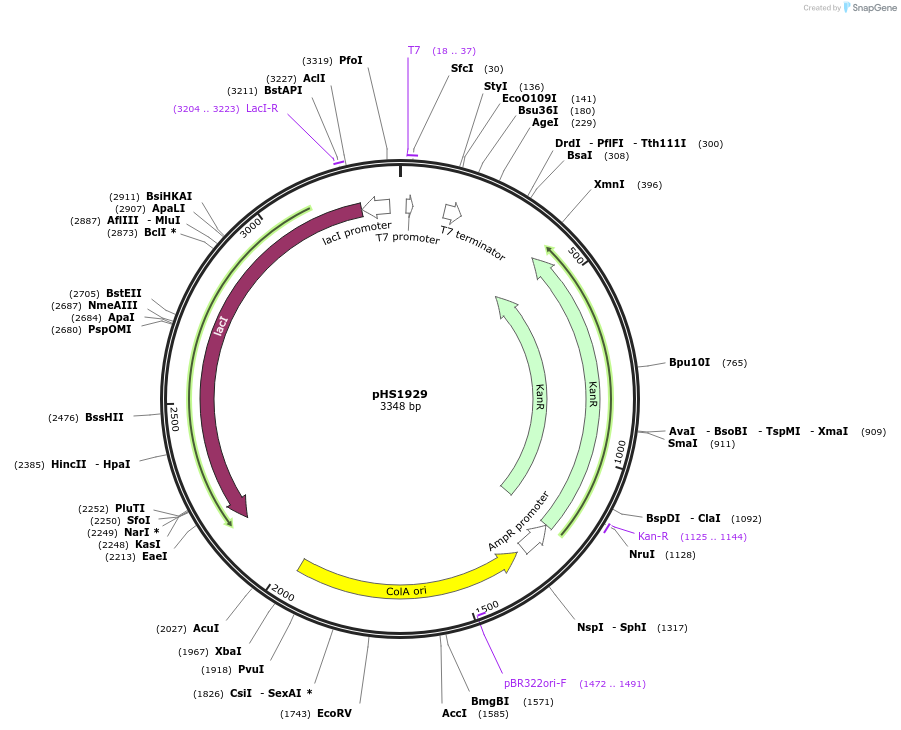 205968-plasmid-map-sequence-id-419232