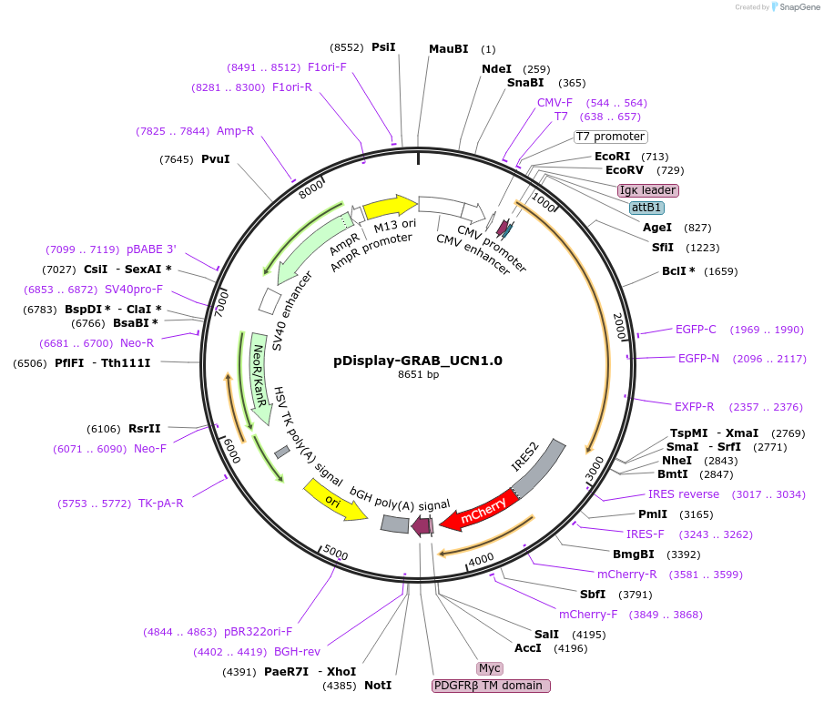 208667-plasmid-map-sequence-id-419237