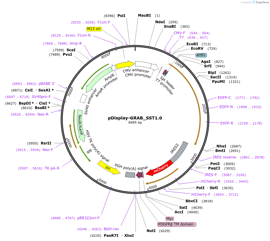 208664-plasmid-map-sequence-id-419238