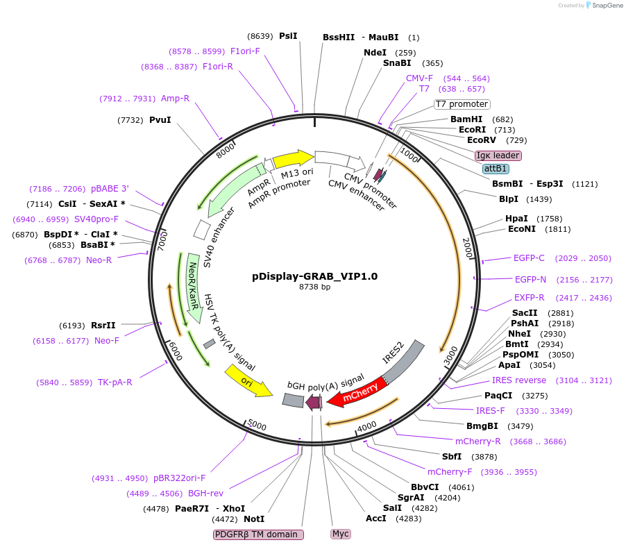 208682-plasmid-map-sequence-id-419240