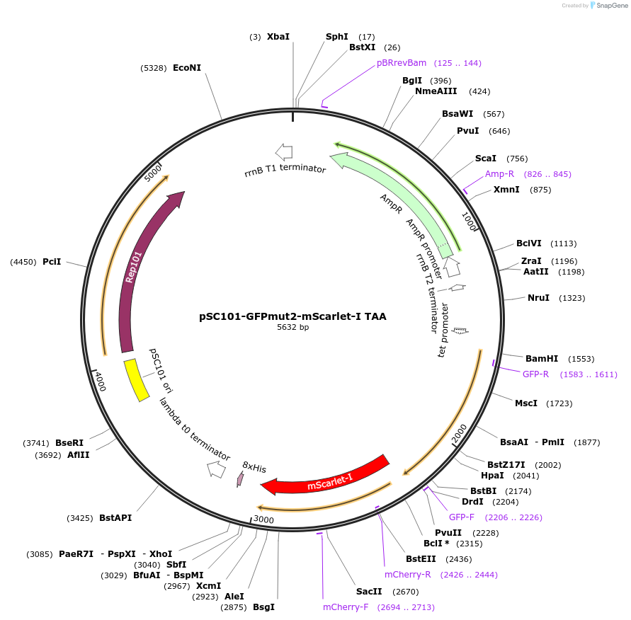 208187-plasmid-map-sequence-id-419243