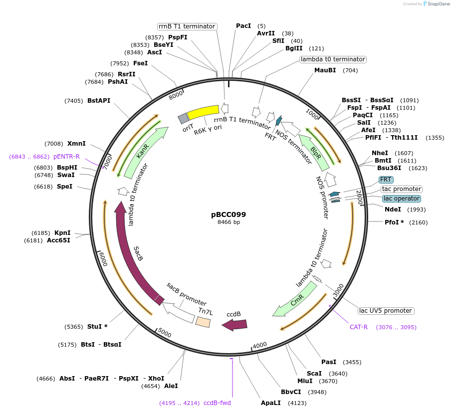 202225-plasmid-map-sequence-id-419245