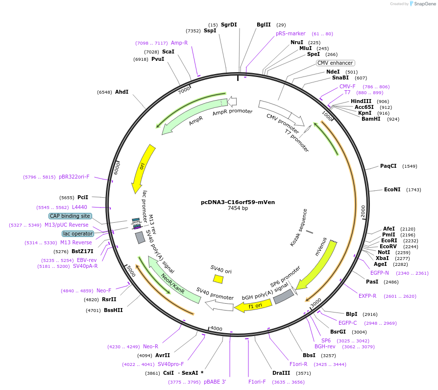 211425-plasmid-map-sequence-id-419247