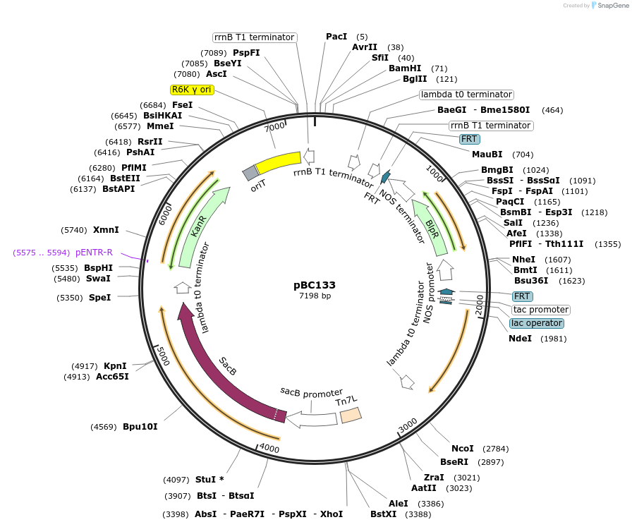 202260-plasmid-map-sequence-id-419250