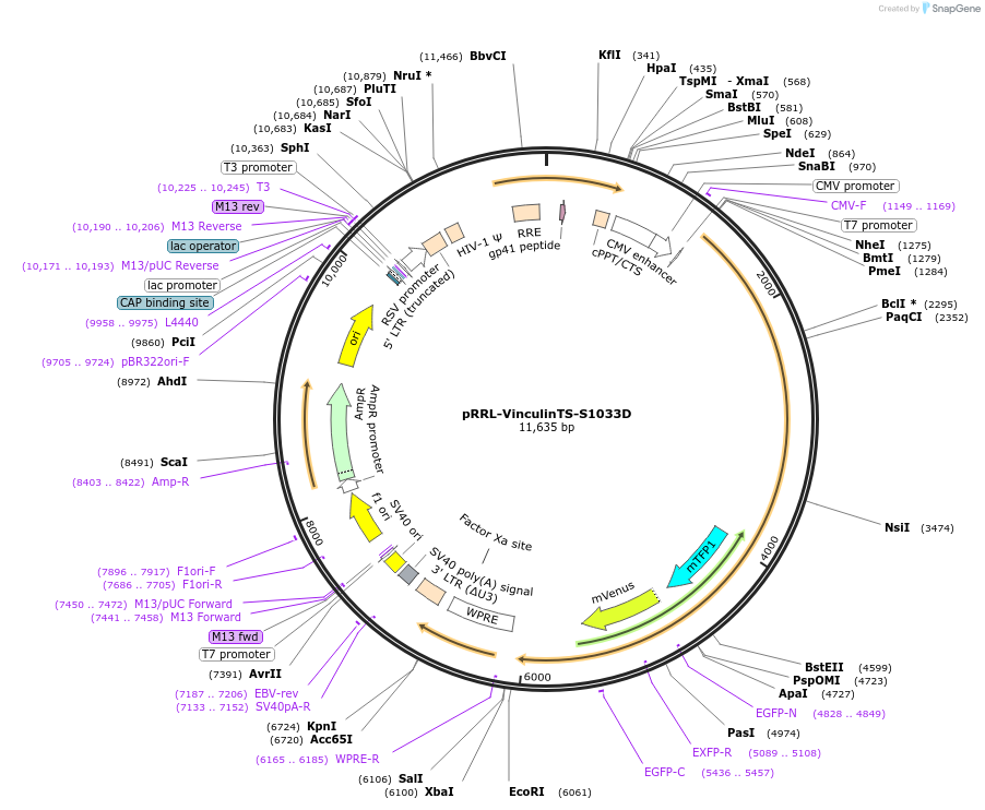 211893-plasmid-map-sequence-id-419257