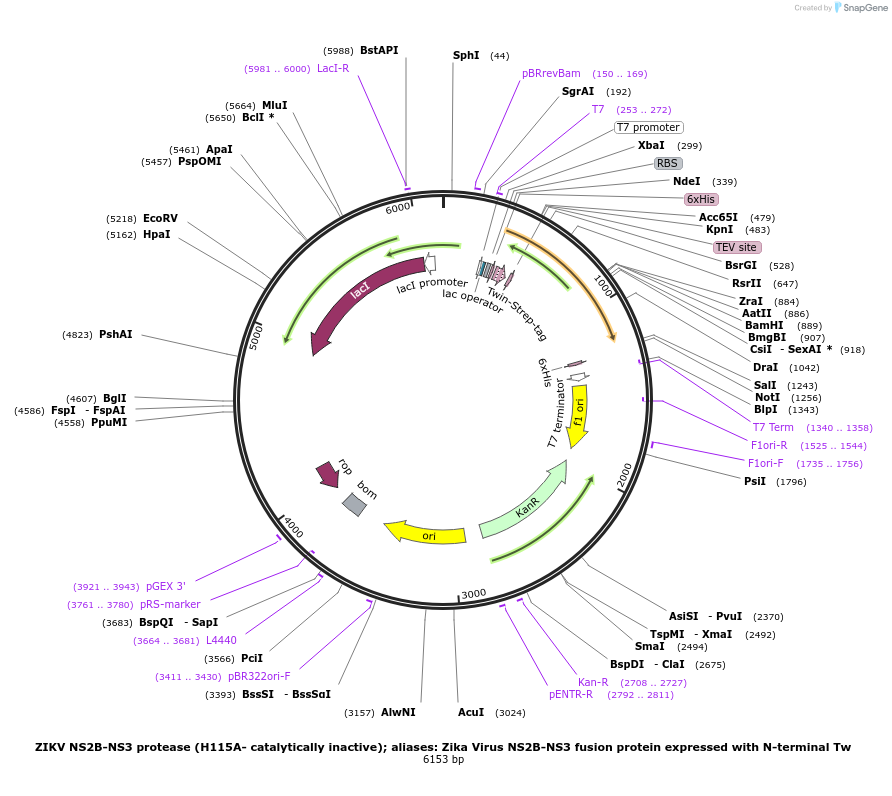 204791-plasmid-map-sequence-id-419269